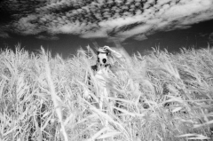 Burgenland: Pandacalypse